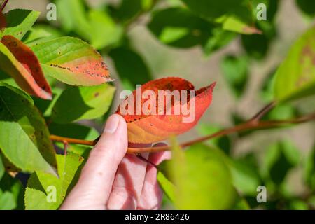 Foglia di un albero da frutto affetta da coccomicosi nelle mani di un giardiniere. Lotta contro le malattie nel giardino. Foto Stock