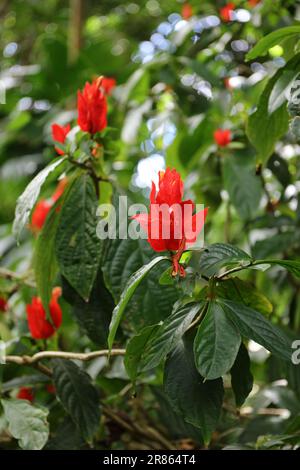 Le bratte rosse e le foglie verdi della Petunia selvaggia peruviana, la chartacea di Ruellia in un giardino a Kauai, Hawaii, USA Foto Stock