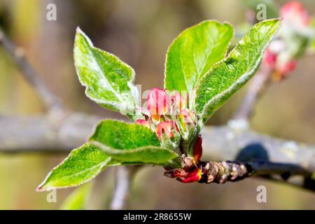 Mela di granchio (malus sylvestris), primo piano di un piccolo ramo che mostra le prime foglie e boccioli di fiori che appaiono sull'albero in primavera. Foto Stock