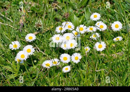 Daisy o Daisies (bellis perennis), primo piano di un gruppo di fiori selvatici molto comuni che crescono tra l'erba ruvida ai margini di un parco. Foto Stock