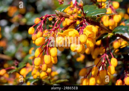 Barberry di Darwin (berberis darwinii), vicino alle gemme gialle/arancioni e ai fiori dell'arbusto ornamentale comunemente piantati in giardini e parchi. Foto Stock