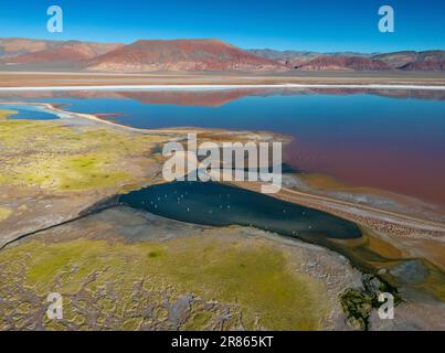 Argentina: Puna - vista aerea della colorata Laguna Carachi Pampa, un paesaggio surreale e bellissimo circondato da rocce vulcaniche e dune di sabbia Foto Stock