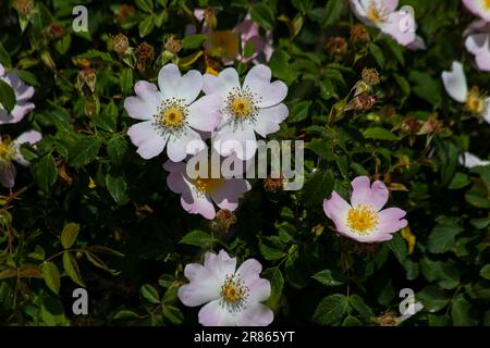 Tra i campi di grano, la rosa fiorì splendidamente. Foto Stock