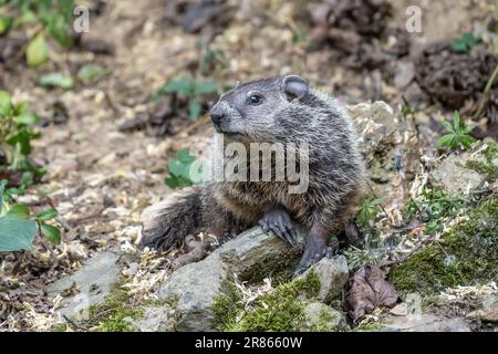 Primo piano di Groundhog (Marmota Monax) seduto su una roccia guardando la macchina fotografica. Foto Stock