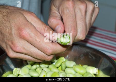 L'uomo apre e sbuccia i fave freschi in cialde Foto Stock