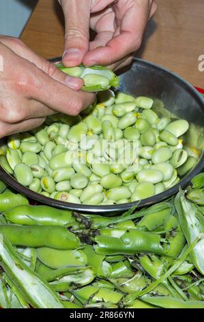 L'uomo apre e sbuccia i fave freschi in cialde Foto Stock