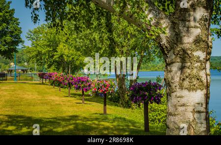 petunias blooming in baskets along the shore of Lake Memphremagog in city park in Newport , Vermont looking across at Quebec Canada Foto Stock