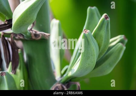 Banane che crescono nel giardino d'inverno tropicale presso il Giardino Botanico di Stato della Georgia ad Atene, Georgia. (USA) Foto Stock