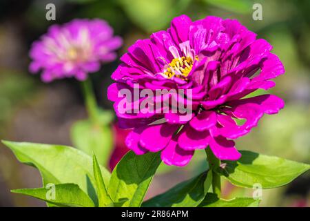 Fiori rosa vividi al Giardino Botanico di Stato della Georgia ad Atene, Georgia. (USA) Foto Stock