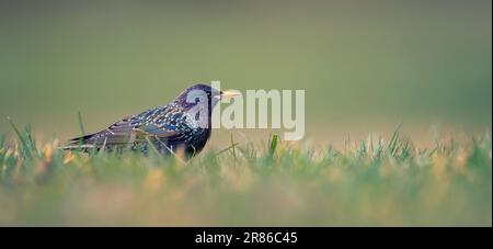Starring europeo, Sturnus vulgaris con bel piumaggio camminare in erba verde e alla ricerca di cibo, la foto migliore. Foto Stock