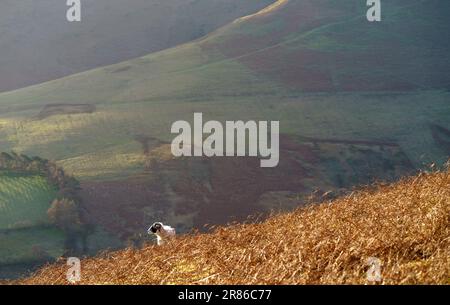 Una pecora solaria che pascola sulle ripide pendici sotto Grisedale Pike su una fattoria collinare in inverno nel Distretto dei Laghi Inglese, Regno Unito. Foto Stock