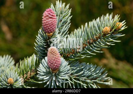 Blue Spruce Shoots Picea pungens 'Hoopsii' Picea Buds coni di abete rosso ago di ramificazione Argento Spruce Spring Twigs Branches Colorado Blue Spruce germogli Foto Stock