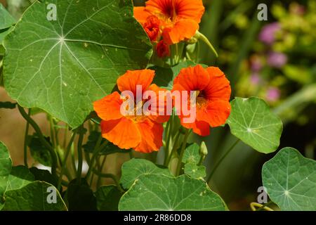 Primo piano giardino fiorito rosso arancio nasturzio (Tropeolum majus), famiglia Tropeolaceae. Giardino olandese, giugno Foto Stock