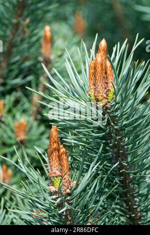 Scots Pine Pinus sylvestris Scotch Pine Needles Pine Spring Branches Pinus sylvestris 'Compressa' Pinus Twigs Conifer Foliage coniferous Needles Shoot Foto Stock