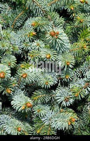 Sitka Spruce, Picea sitchensis 'Nana', primo piano, conifere, rami Foto Stock