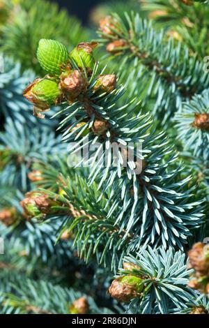 Picea sitchensis, Sitka Spruce, Picea sitchensis "Nana", primi piani di germogli d'argento Foto Stock