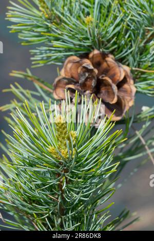 Cono di pino bianco giapponese Pinus parviflora "Glauca elegans" aghi di Pinus cono di Pinus Branch Cone Cone Open Closeup aghi di Pinus Foliage di pino Foto Stock