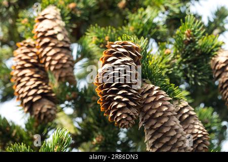 Coni di abete norvegese Pinaceae Picea abies 'Lombartsii' coni di picea rami conifere coni femminili Vecchio Foto Stock