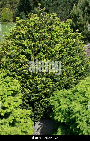 Abete di Norvegia, Picea abies 'Compacta', Nano, Primavera, albero, Aghi, densi, conifere, giardino Foto Stock