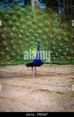 Un bel pavone che mostra la sua coda vibrante. Foto Stock