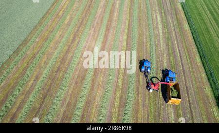 La prima volta che si taglia l'insilato in un caseificio all'inizio dell'estate nella Valle Eden vicino Penrith, Cumbria. Foto Stock