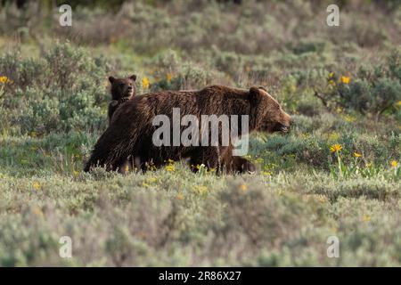 Grizzly orso 399 e il suo cucciolo nel giugno 2023 Foto Stock