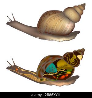 Lumache lumache Anatomia. Schema della struttura del corpo della lumaca. Organi interni ed esterni Illustrazione Vettoriale