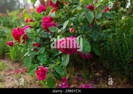 Primo piano della rosa cremisi William Shakespeare fiorisce in giardino dalla lavanda. Fiore magenta tagliato a cubetti. Gruppo di fiori freschi che si inclinano verso il basso. Bordo rosa Foto Stock