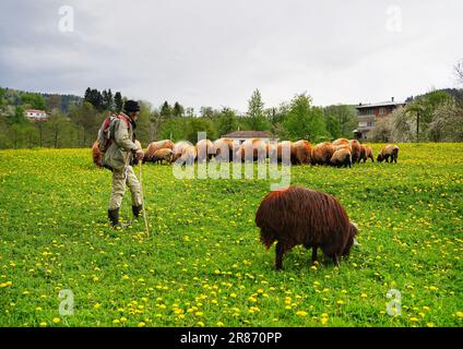 pecore e capre pascolano nel pascolo con un pastore sulla testa. Foto Stock