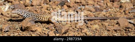 Californiana Whiptail Lizard, Adulti. Santa Clara County, California, Stati Uniti. Foto Stock