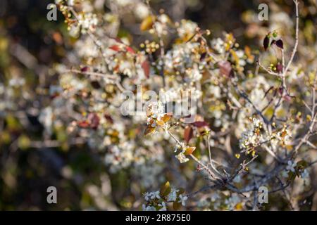 Frutti di pitanga maturi (Eugenia uniflora), sull'albero e sfondo sfocato Foto Stock