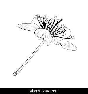 Illustrazione vettoriale di vista laterale su fiore di ciliegia, sakura, mela, prugna, prugna di ciliegia selvatica, ciliegio di uccello sul gambo. Contorno nero di petali, grafica Illustrazione Vettoriale