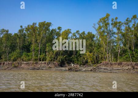 Foresta di mangrovie costiere a Dhal Chhar. Dhal Char è una delle numerose isole del delta del fiume Meghna, nella regione più ampia del delta del Gange. BHO Foto Stock