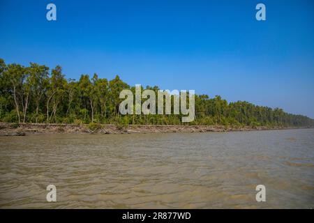 Foresta di mangrovie costiere a Dhal Chhar. Dhal Char è una delle numerose isole del delta del fiume Meghna, nella regione più ampia del delta del Gange. BHO Foto Stock