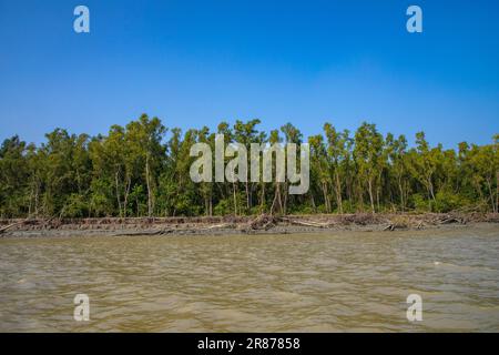 Foresta di mangrovie costiere a Dhal Chhar. Dhal Char è una delle numerose isole del delta del fiume Meghna, nella regione più ampia del delta del Gange. BHO Foto Stock