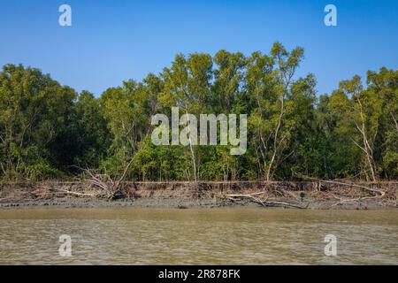 Foresta di mangrovie costiere a Dhal Chhar. Dhal Char è una delle numerose isole del delta del fiume Meghna, nella regione più ampia del delta del Gange. BHO Foto Stock