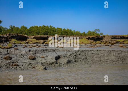 Foresta di mangrovie costiere a Dhal Chhar. Dhal Char è una delle numerose isole del delta del fiume Meghna, nella regione più ampia del delta del Gange. BHO Foto Stock