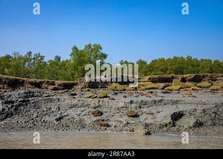 Foresta di mangrovie costiere a Dhal Chhar. Dhal Char è una delle numerose isole del delta del fiume Meghna, nella regione più ampia del delta del Gange. BHO Foto Stock