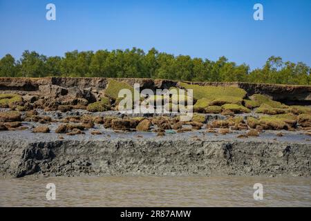 Foresta di mangrovie costiere a Dhal Chhar. Dhal Char è una delle numerose isole del delta del fiume Meghna, nella regione più ampia del delta del Gange. BHO Foto Stock