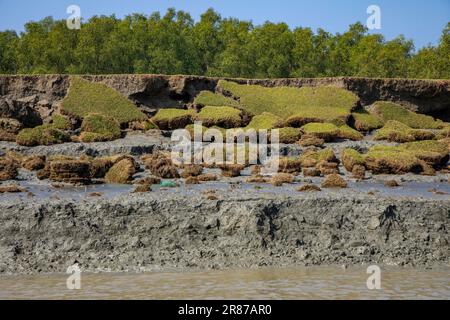 Foresta di mangrovie costiere a Dhal Chhar. Dhal Char è una delle numerose isole del delta del fiume Meghna, nella regione più ampia del delta del Gange. BHO Foto Stock