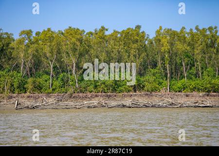 Foresta di mangrovie costiere a Dhal Chhar. Dhal Char è una delle numerose isole del delta del fiume Meghna, nella regione più ampia del delta del Gange. BHO Foto Stock