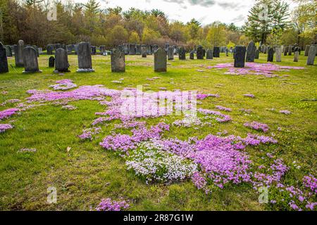 Il bellissimo flox si estende attraverso il cimitero superiore nella zona rurale di Phillipston, Massachusetts Foto Stock