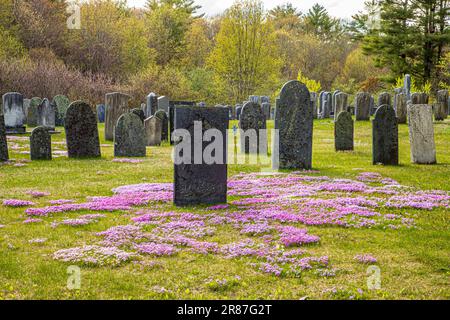 Il bellissimo flox si estende attraverso il cimitero superiore nella zona rurale di Phillipston, Massachusetts Foto Stock