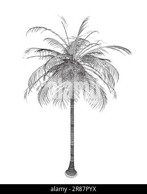 Palma tropicale disegnata a mano. Struttura vettoriale di palme da spiaggia delle hawaii, contorno di felce e fronde, flora botanica illustrazione tropicale. Isola wireframe Illustrazione Vettoriale