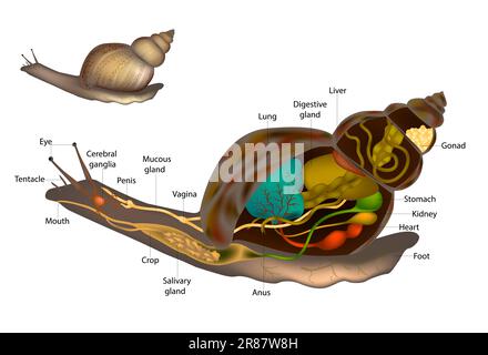 Lumache o lumache Anatomia diagramma della struttura del corpo della lumaca. Organi interni ed esterni Illustrazione Vettoriale