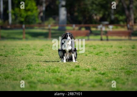 Ritratto di un bordo Collie nel parco dei cani pooping sull'erba verde Foto Stock