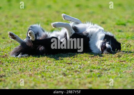 Ritratto di un confine Collie nel parco dei cani sul rotolamento nel verde erba Foto Stock