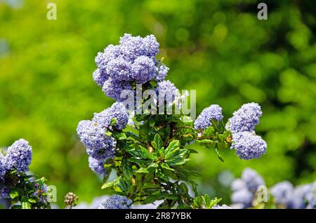 Primo piano macro immagine di fiori Blueblossom, Ceanothus Thyrsiflorus Foto Stock