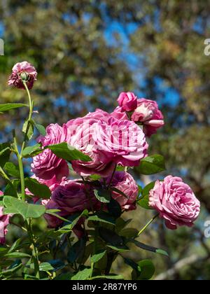 Splendida fioritura di massa di rose di malva rosa in un giardino australiano, primo piano Foto Stock