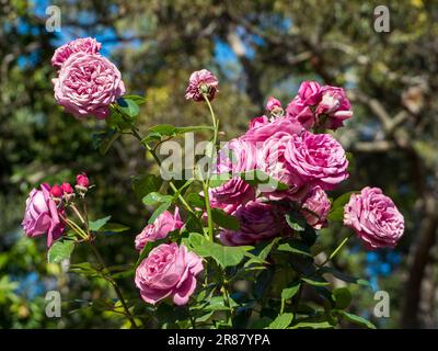 Splendida fioritura di massa di rose di malva rosa in un giardino australiano, primo piano Foto Stock